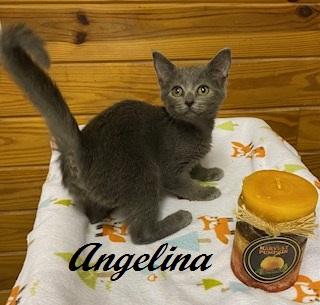 Enlarge Angelina Ballerina, a Adoptable Domestic Short Hair in Raleigh, NC image 5/5
