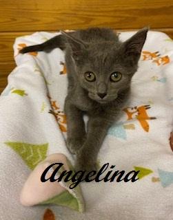 Angelina Ballerina, Adoptable, Kitten Female Domestic Short Hair.
