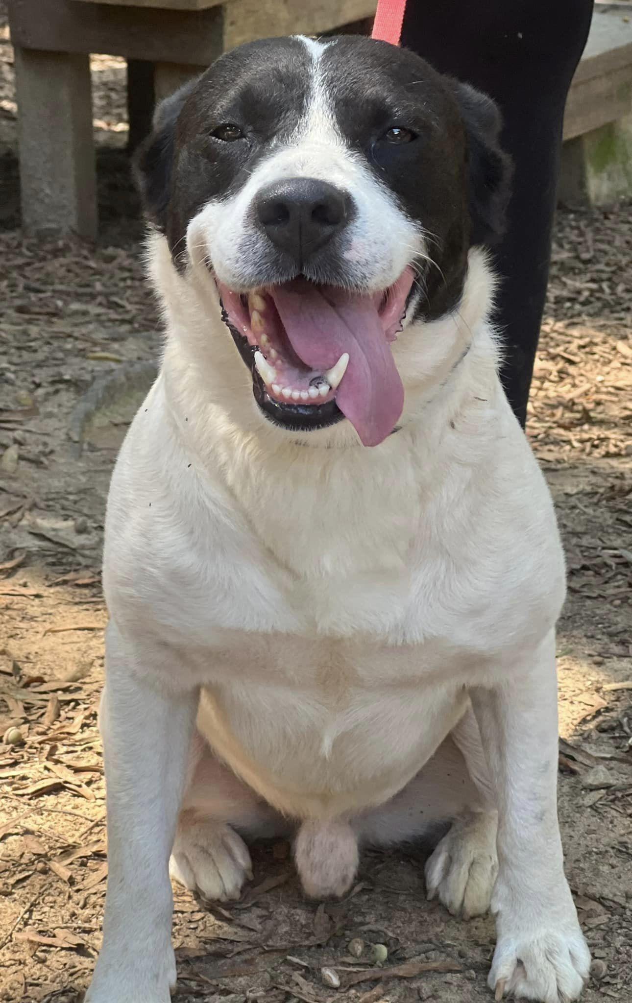 Chester, an adoptable Border Collie & American Bully Mix in Jeffersonville, GA_image-1