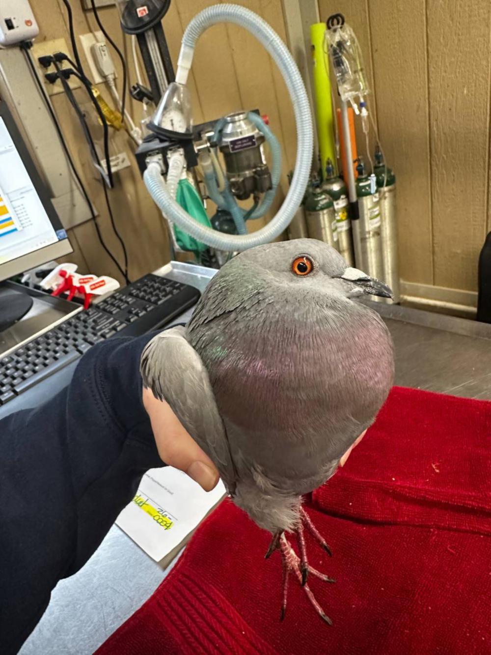 Melvin, ADOPTABLE, Adult Unknown Pigeon & Dove.