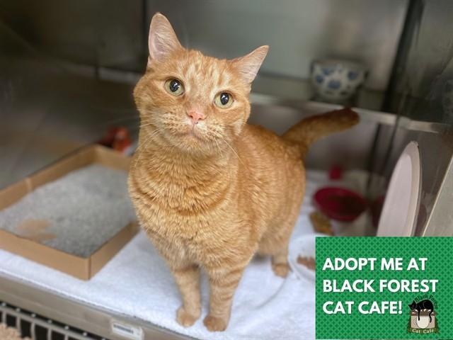 CHARLIE, Adoptable, Adult Male Domestic Short Hair.
