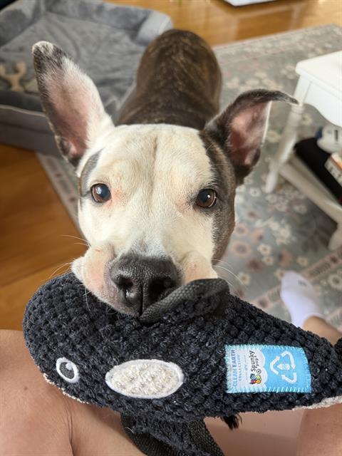 ANNIE, Adoptable, Adult Female Pit Bull Terrier.