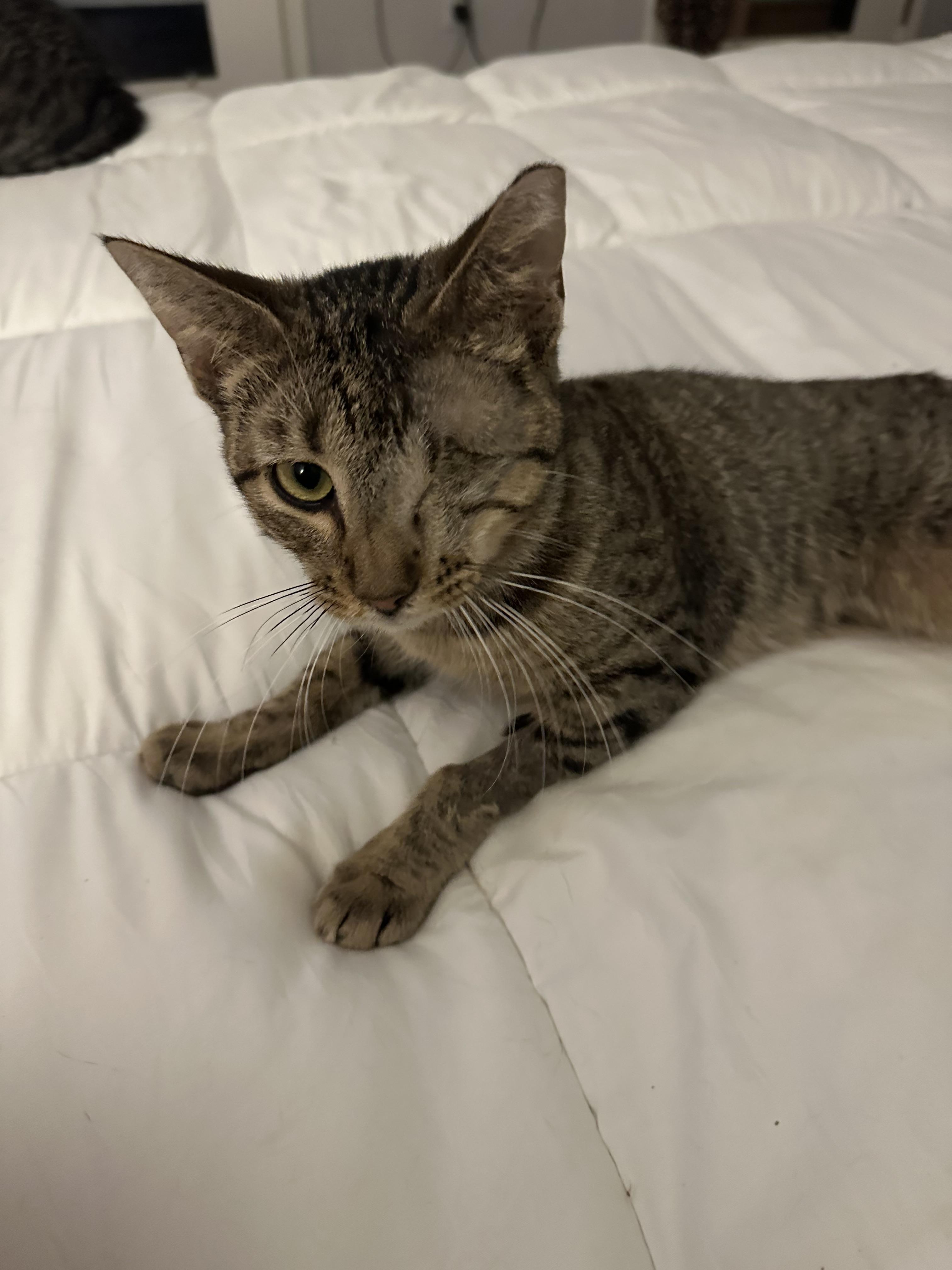 Enlarge Umbrella, a Adopted Domestic Short Hair in St Petersburg, FL image 1/1