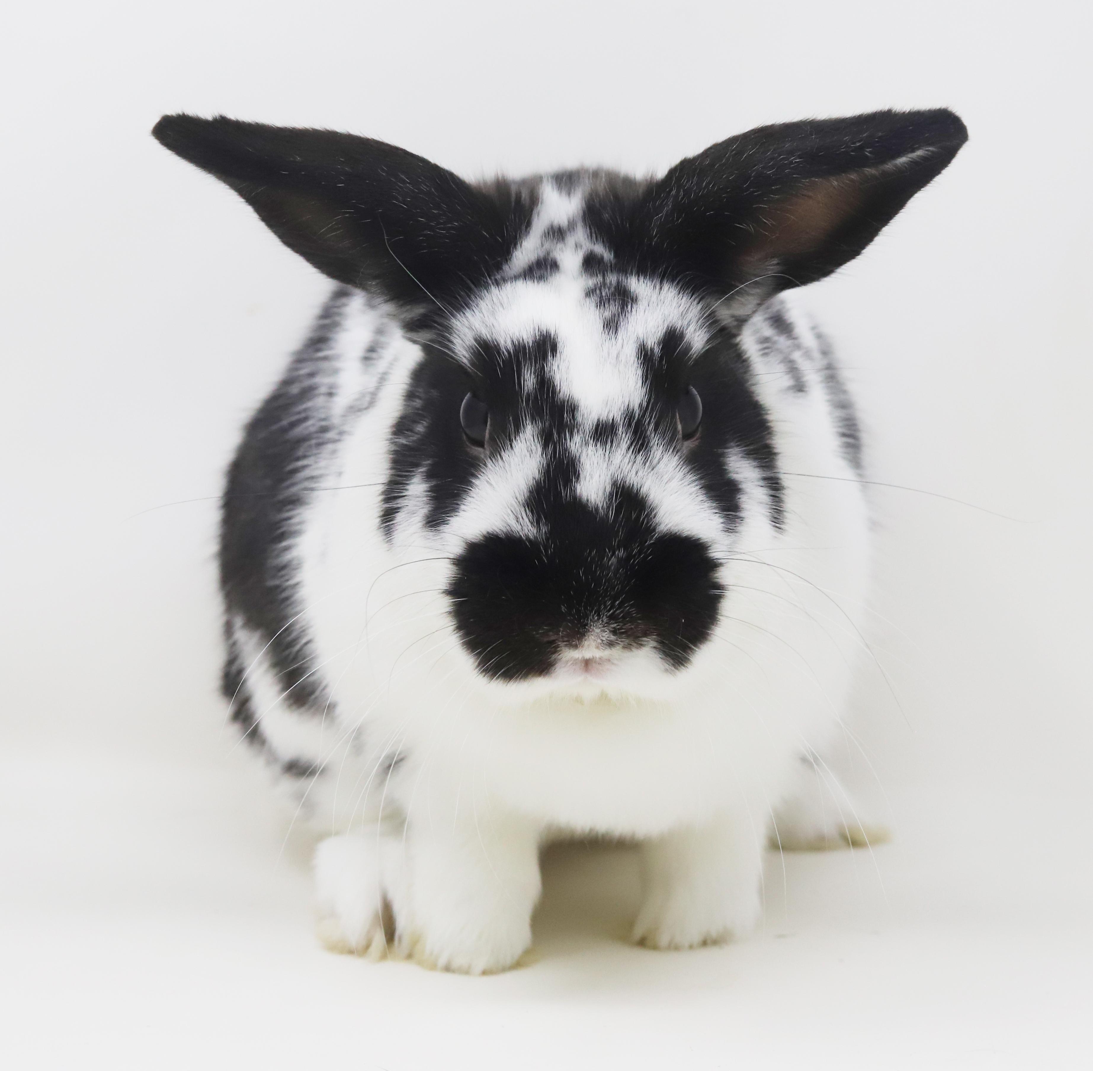 S'mores is a LOVER in a polka dotted package!  NEUTER DATE SET TOO!, Adoptable, Young Male English Spot & English Lop.