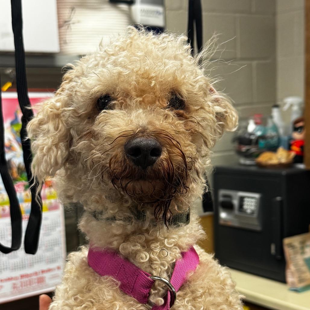 Enlarge Lil man, a Adoptable Miniature Poodle in Hinesville, GA image 1/1