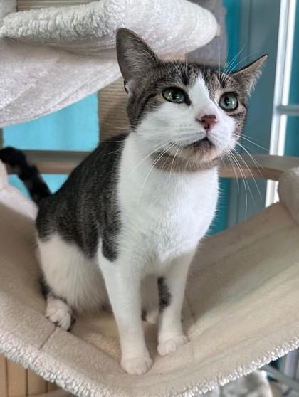 Sandy, Adult Female Domestic Short Hair