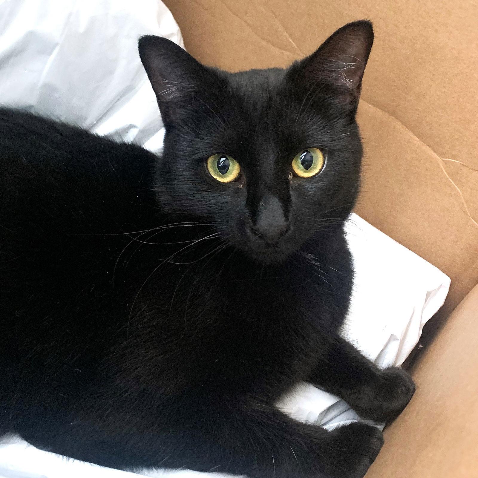Rizzo, a Adoptable Domestic Short Hair in St. Cloud, FL image 1/3