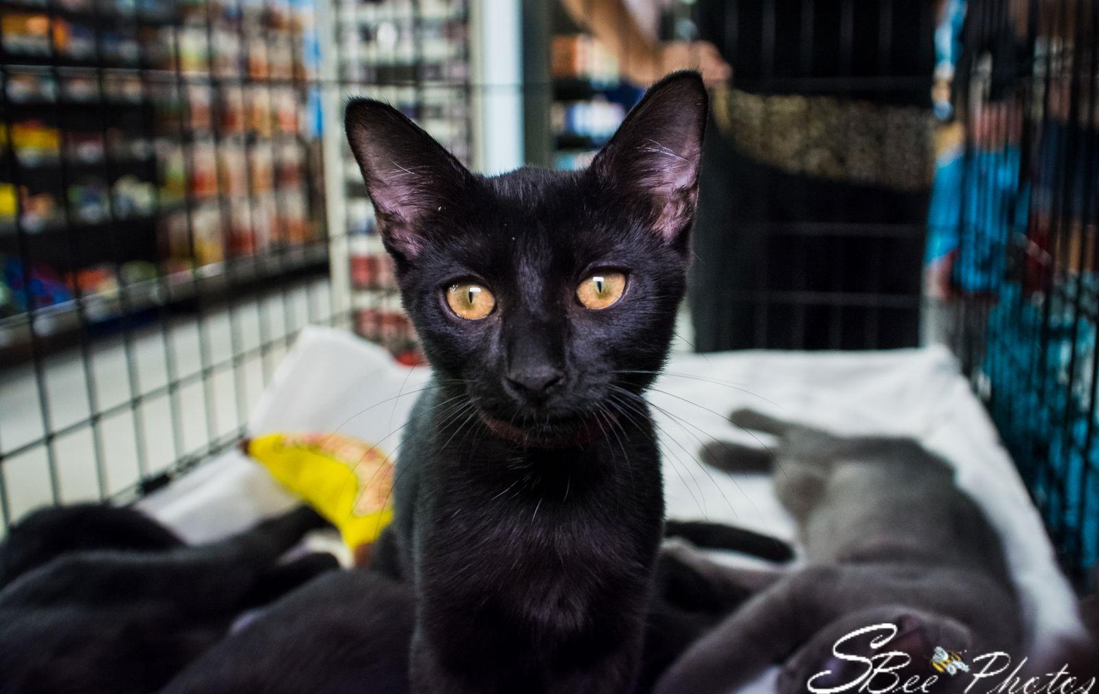 Rizzo, a Adoptable Domestic Short Hair in St. Cloud, FL image 2/3