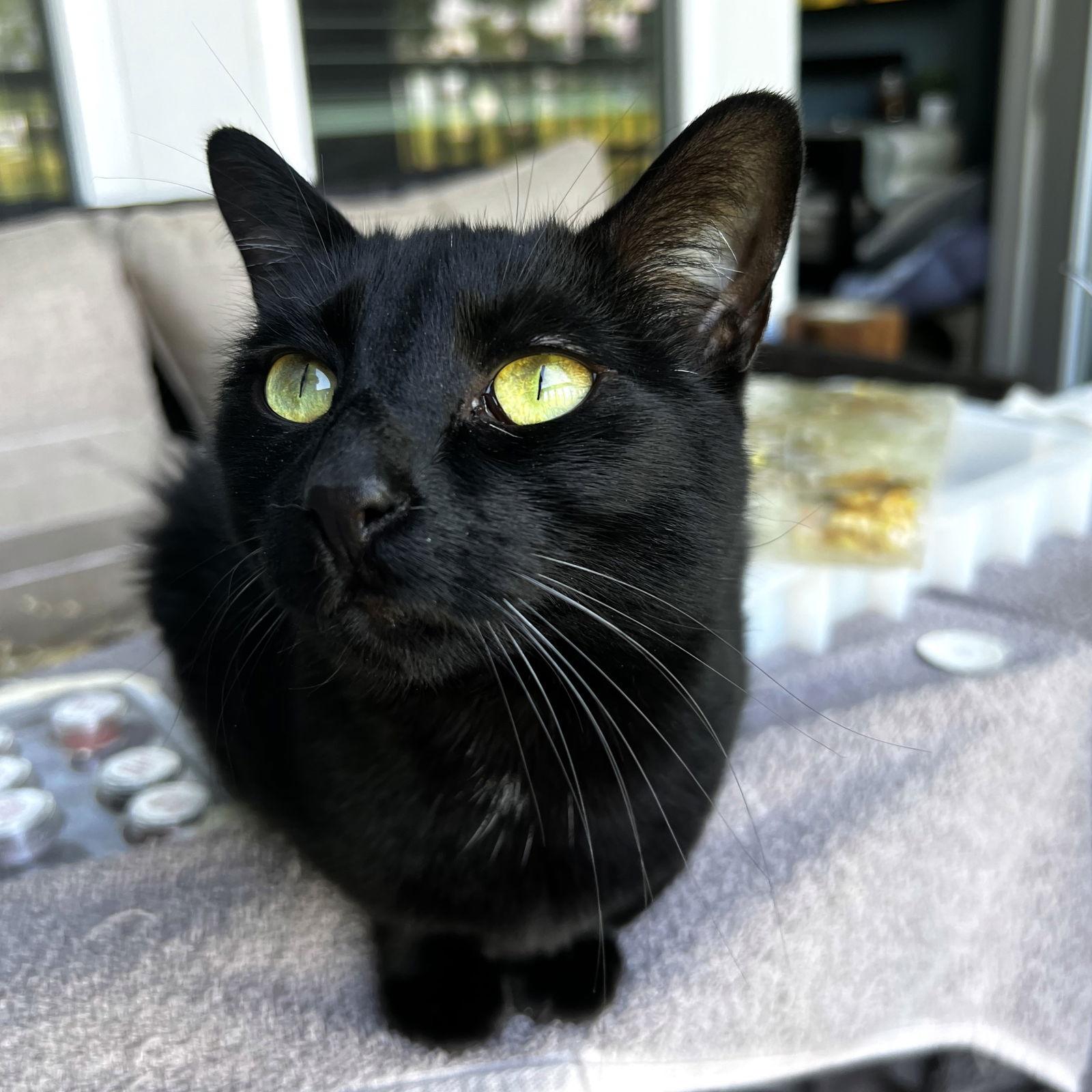 Rizzo, a Adoptable Domestic Short Hair in St. Cloud, FL image 3/3