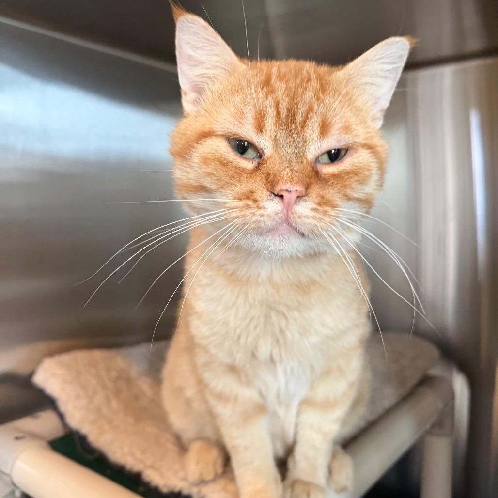 Bungalow, Adoptable, Adult Male Domestic Short Hair.