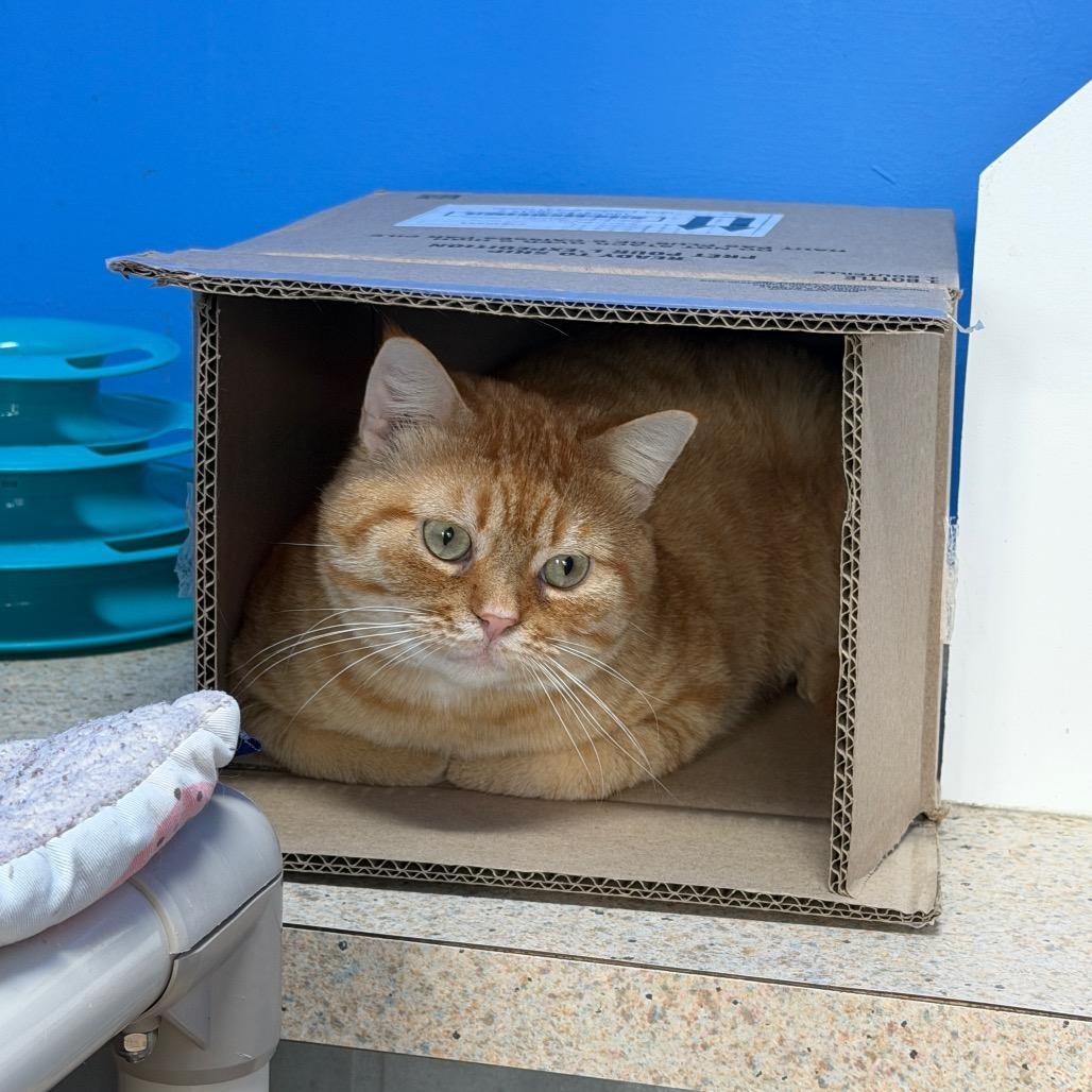 Enlarge Bungalow, a Adoptable Domestic Short Hair in Mankato, MN image 2/2
