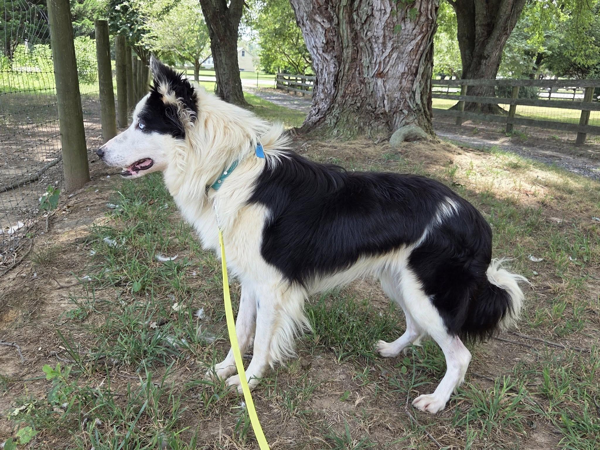 Zeb, a Adoptable Border Collie in Chestertown, MD image 2/3