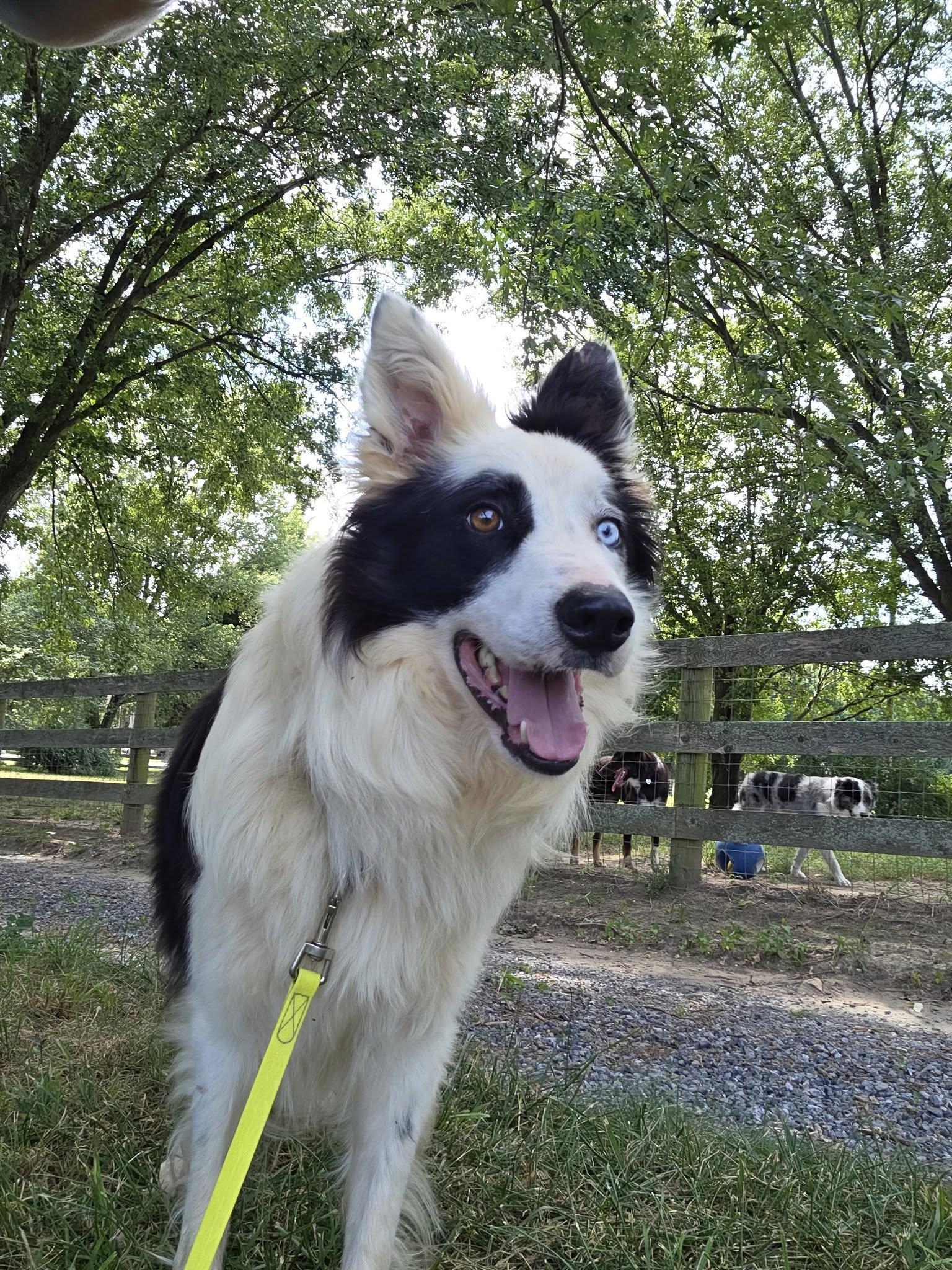 Zeb, a Adoptable Border Collie in Chestertown, MD image 1/3