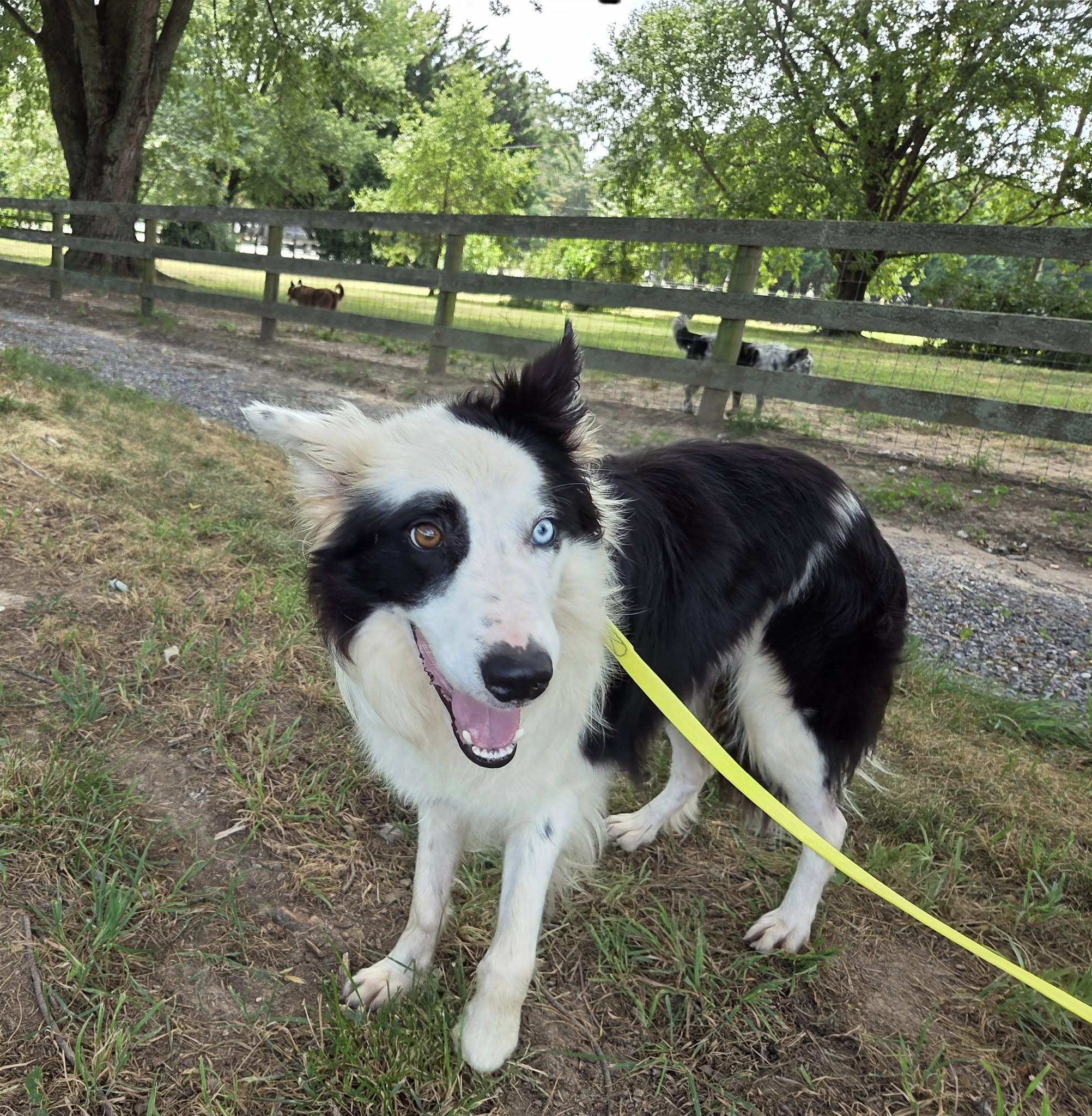 Zeb, a Adoptable Border Collie in Chestertown, MD image 3/3
