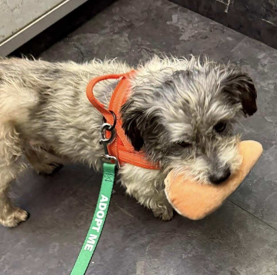 Enlarge Jackson, a ADOPTABLE mixed breed in Eugene, OR image 4/4