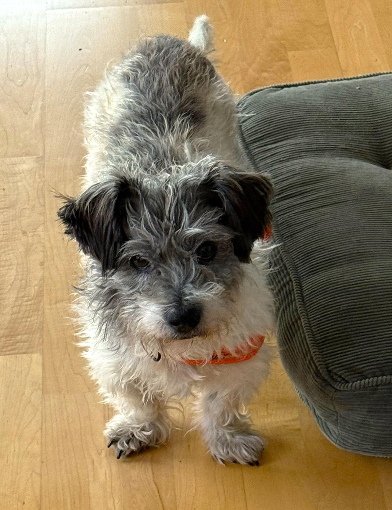 Enlarge Jackson, a ADOPTABLE mixed breed in Eugene, OR image 3/4