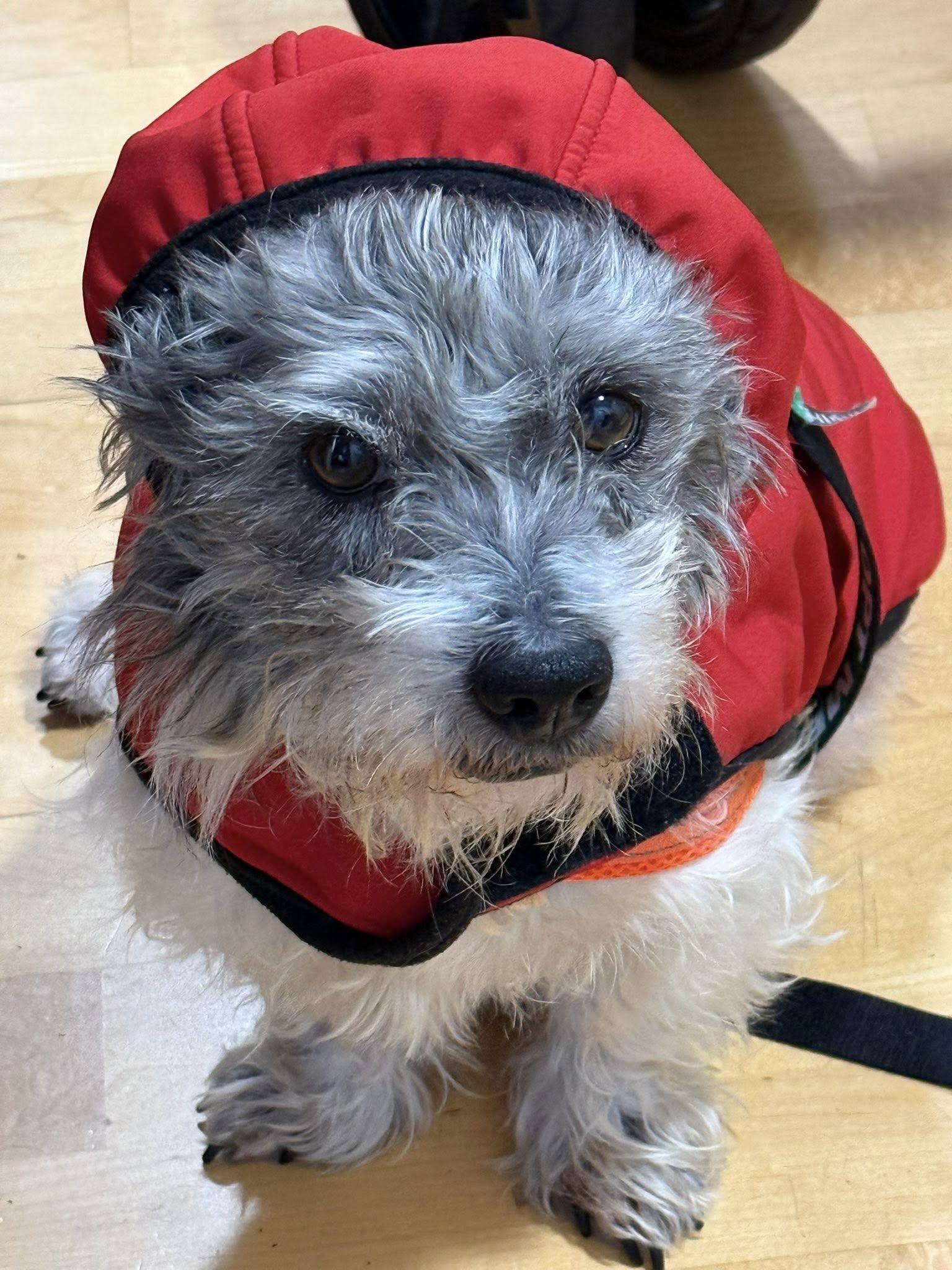 Enlarge Jackson, a ADOPTABLE mixed breed in Eugene, OR image 2/4