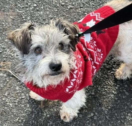 Jackson, ADOPTABLE, Adult Male Havanese & Terrier.