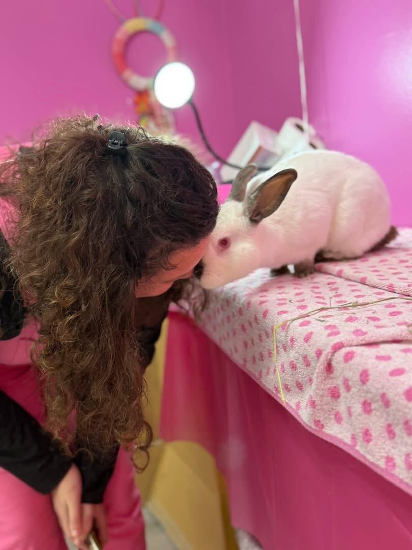 Enlarge Pocket, a Adoptable Californian in St. Charles, MO image 1/4