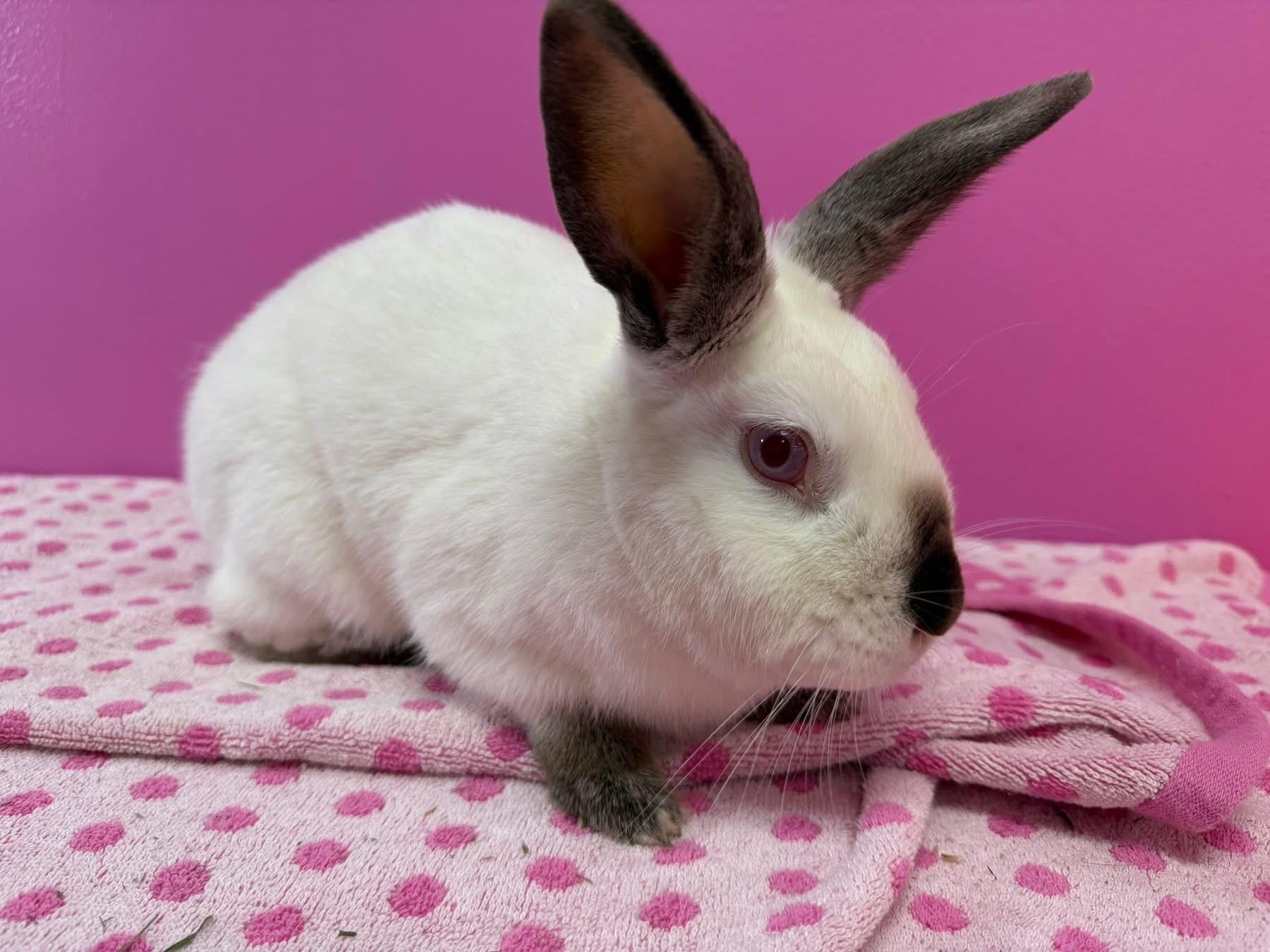 Enlarge Pocket, a Adoptable Californian in St. Charles, MO image 2/4