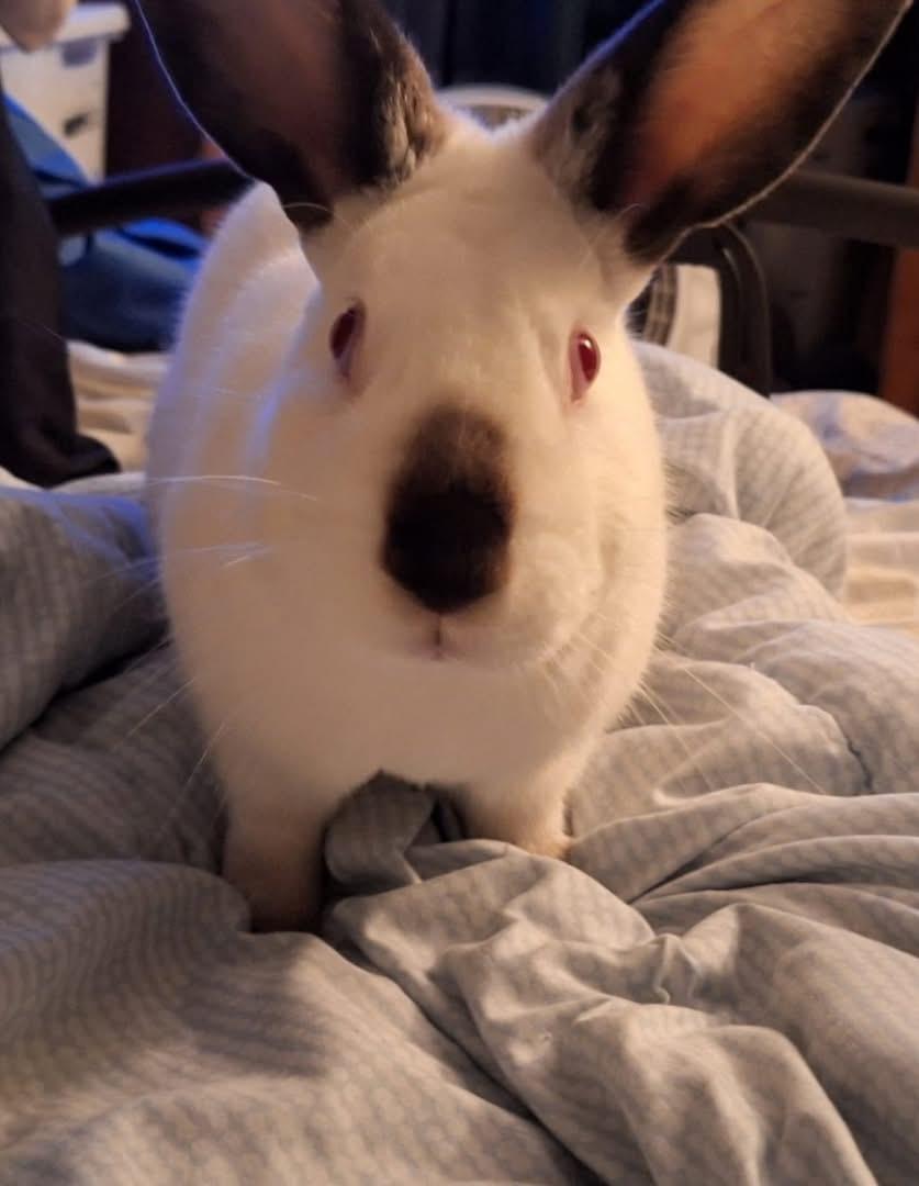 Pocket, Adoptable, Adult Male Californian.