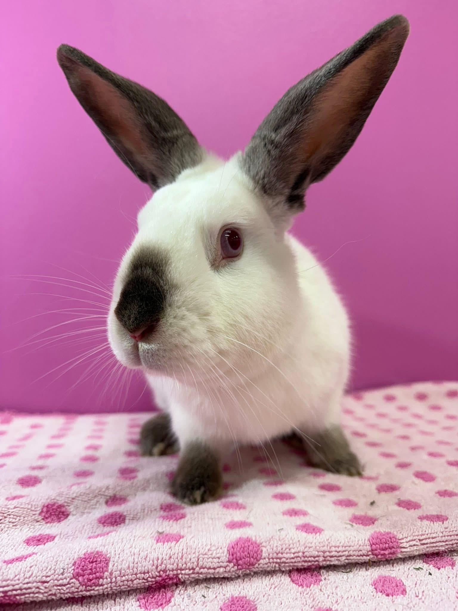 Enlarge Pocket, a Adoptable Californian in St. Charles, MO image 4/4