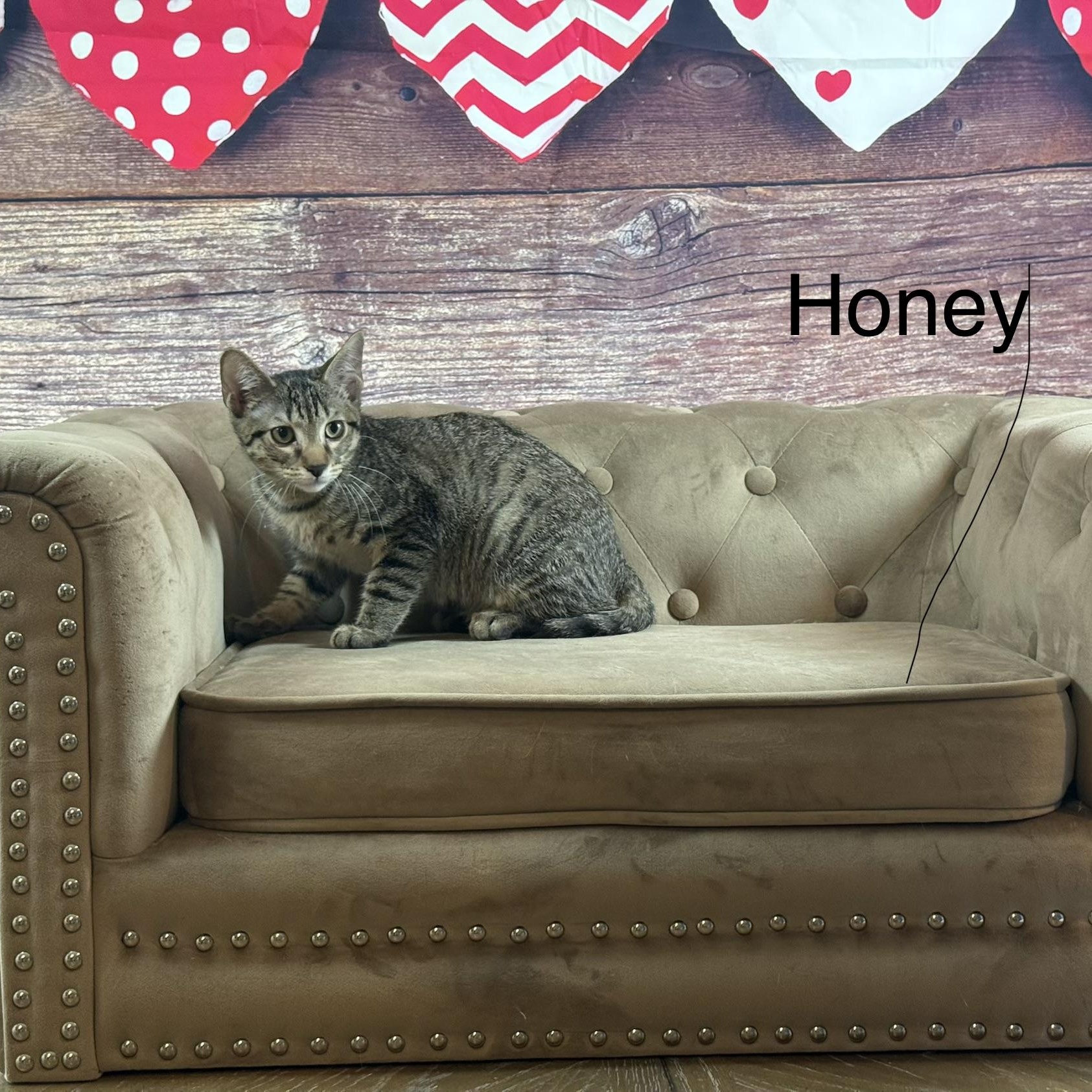 Enlarge Honey, a Adoptable Domestic Short Hair in Syracuse, NY image 3/5