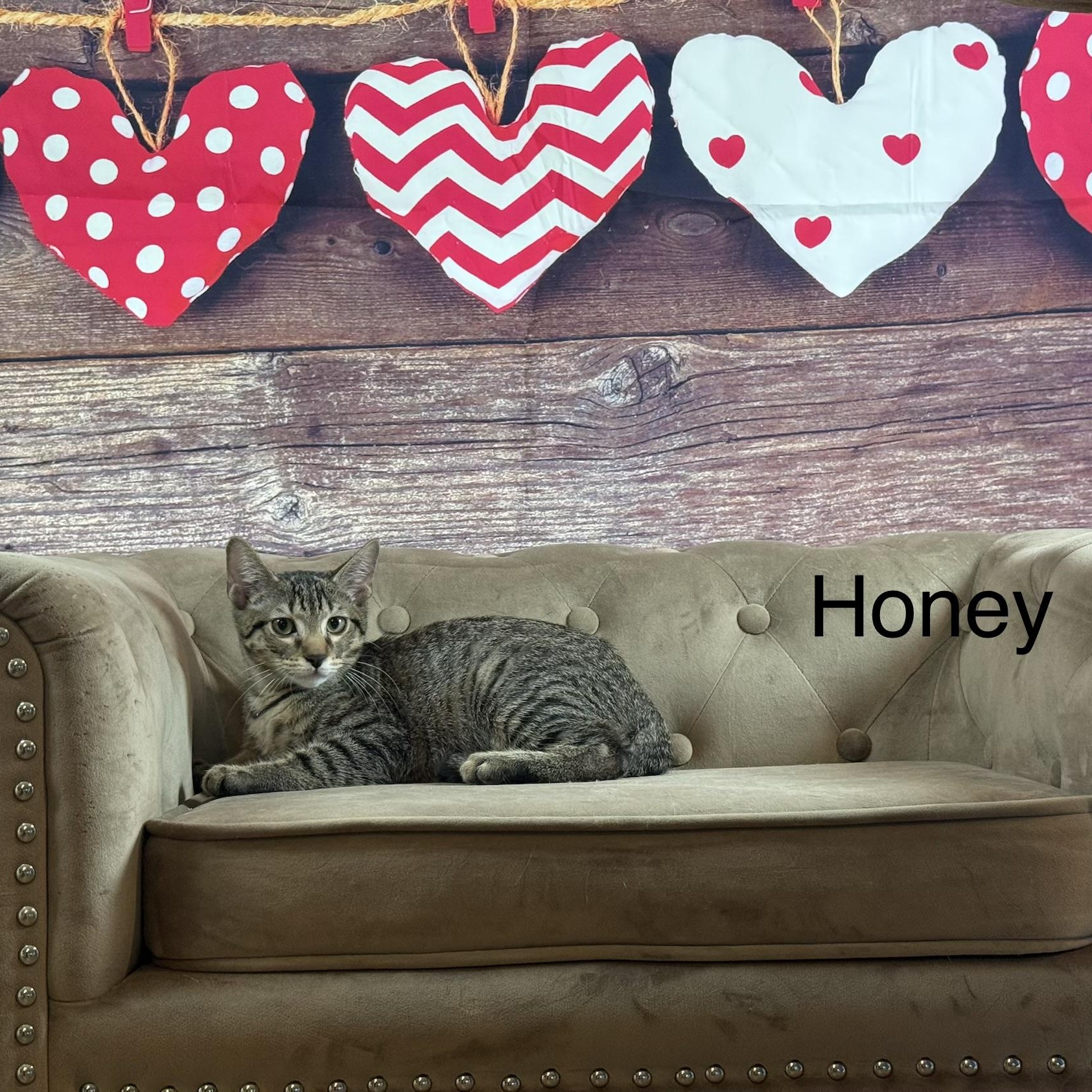 Honey photo