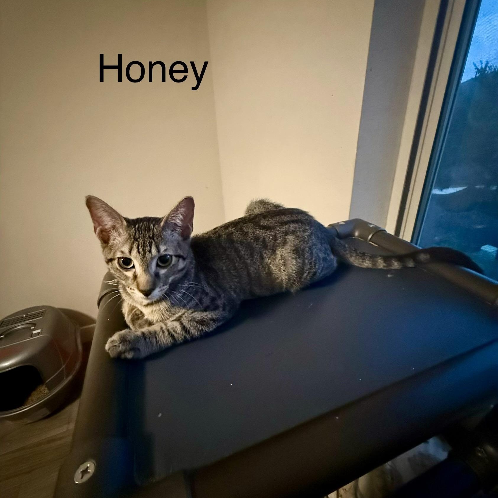 Enlarge Honey, a Adoptable Domestic Short Hair in Syracuse, NY image 4/5