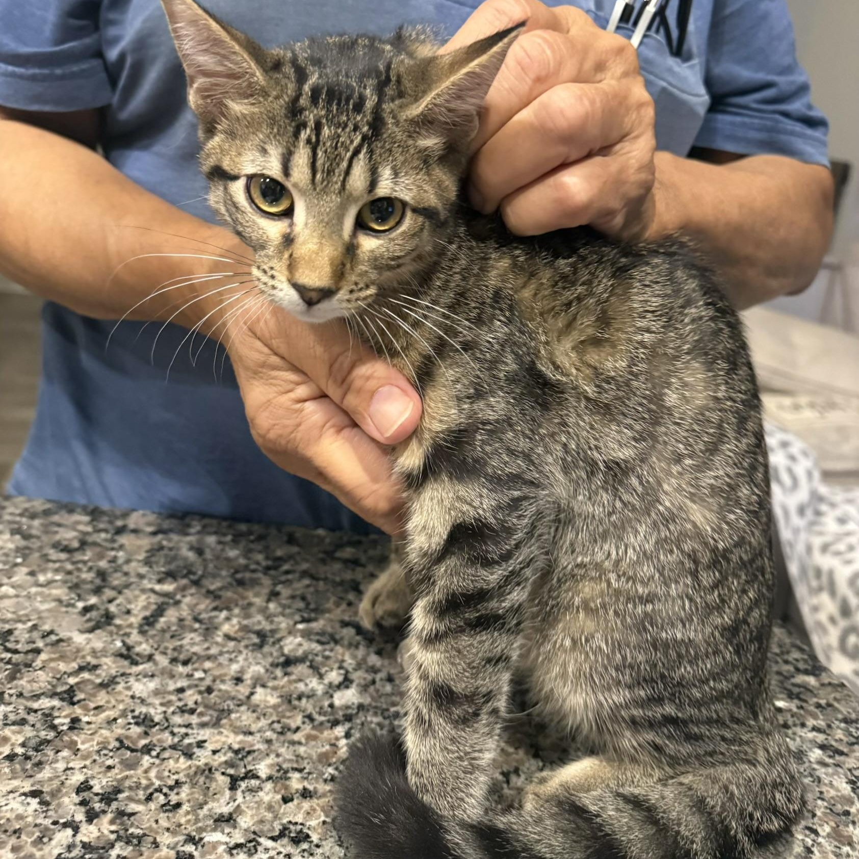 Enlarge Honey, a Adoptable Domestic Short Hair in Syracuse, NY image 5/5