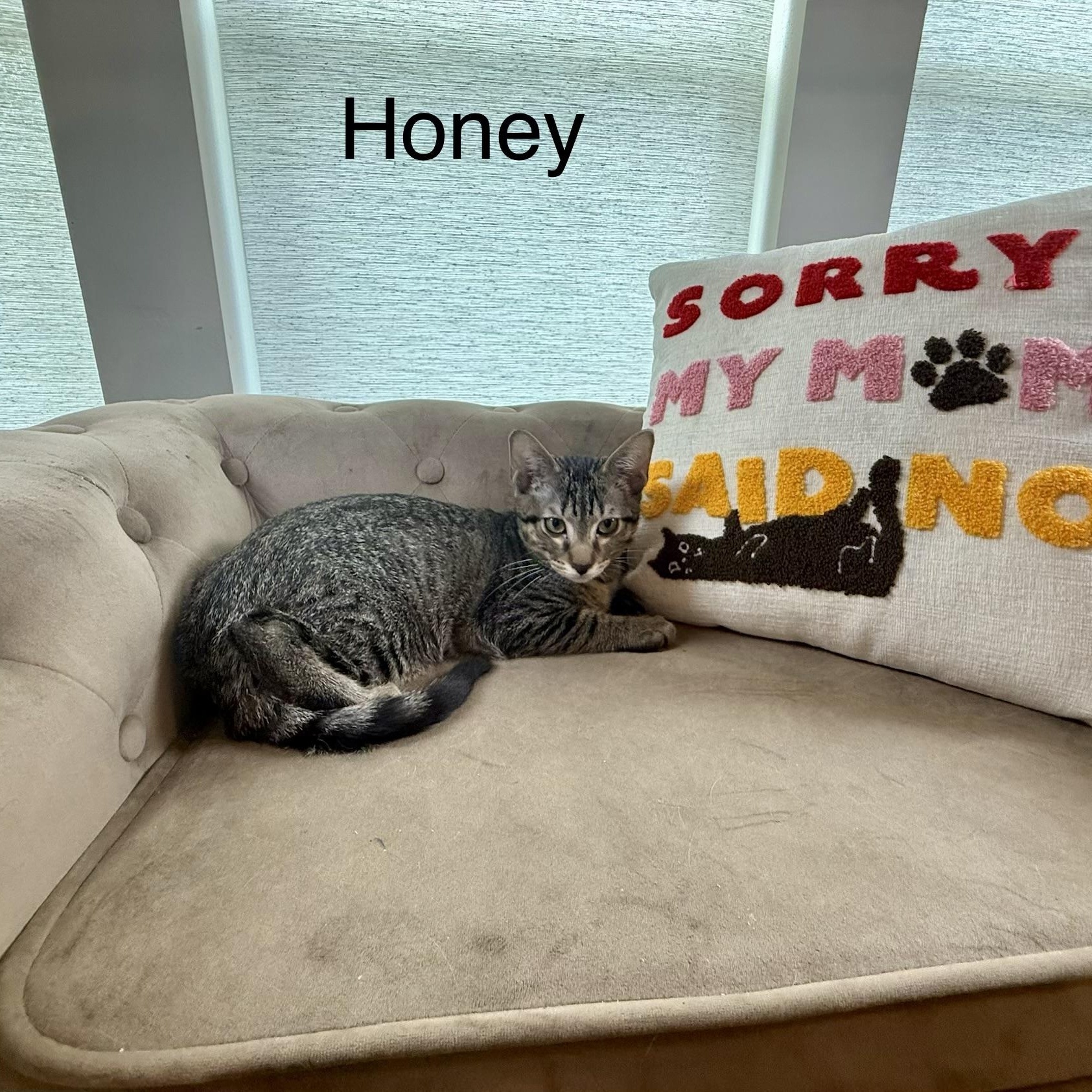 Enlarge Honey, a Adoptable Domestic Short Hair in Syracuse, NY image 2/5