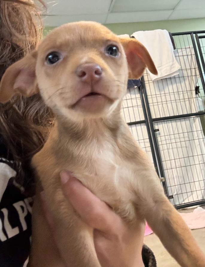 Meatball, Adopted, Young Male Chihuahua.