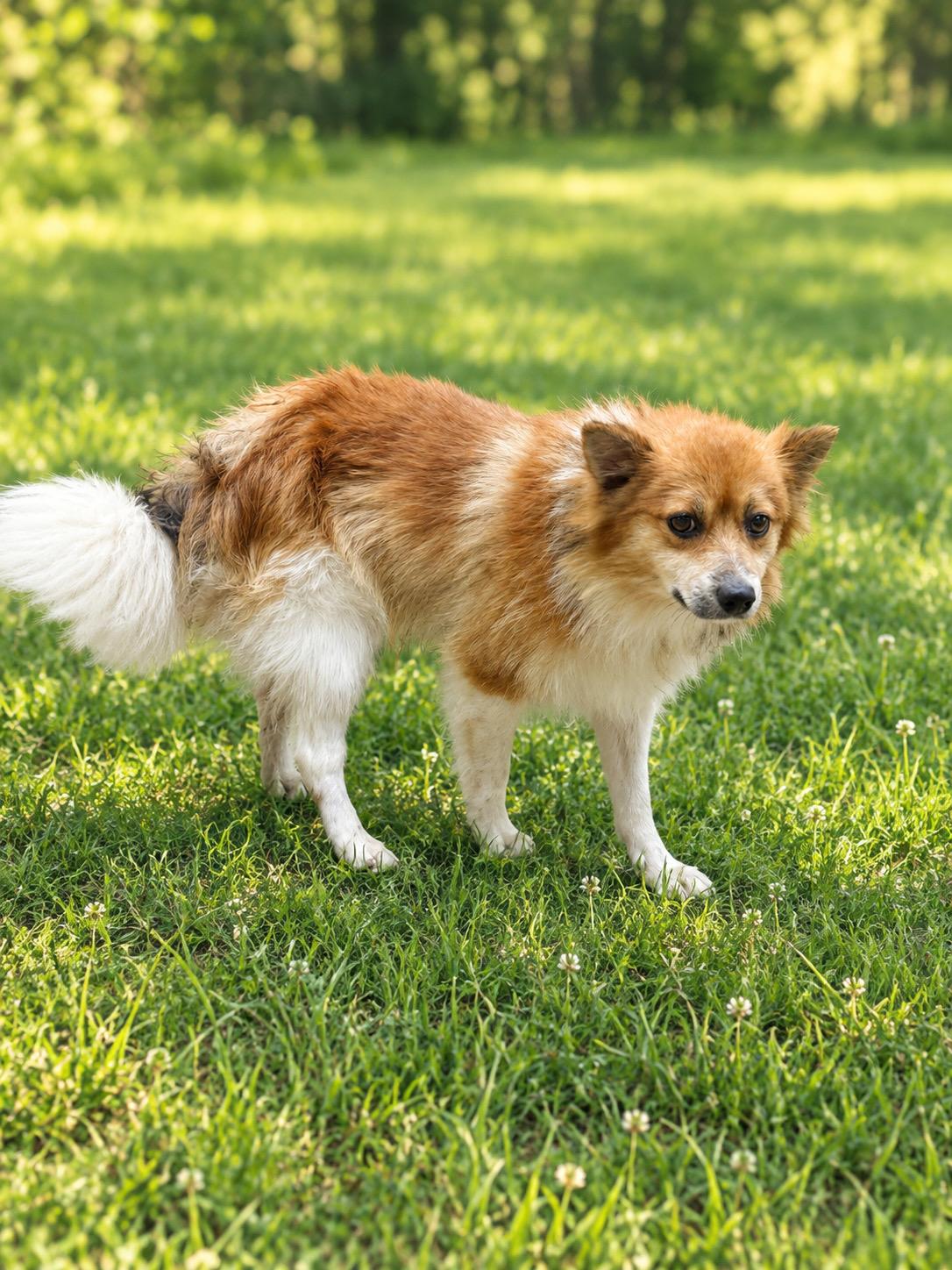 Enlarge Willie 0223, a Adopted mixed breed in Waldorf, MD image 2/5