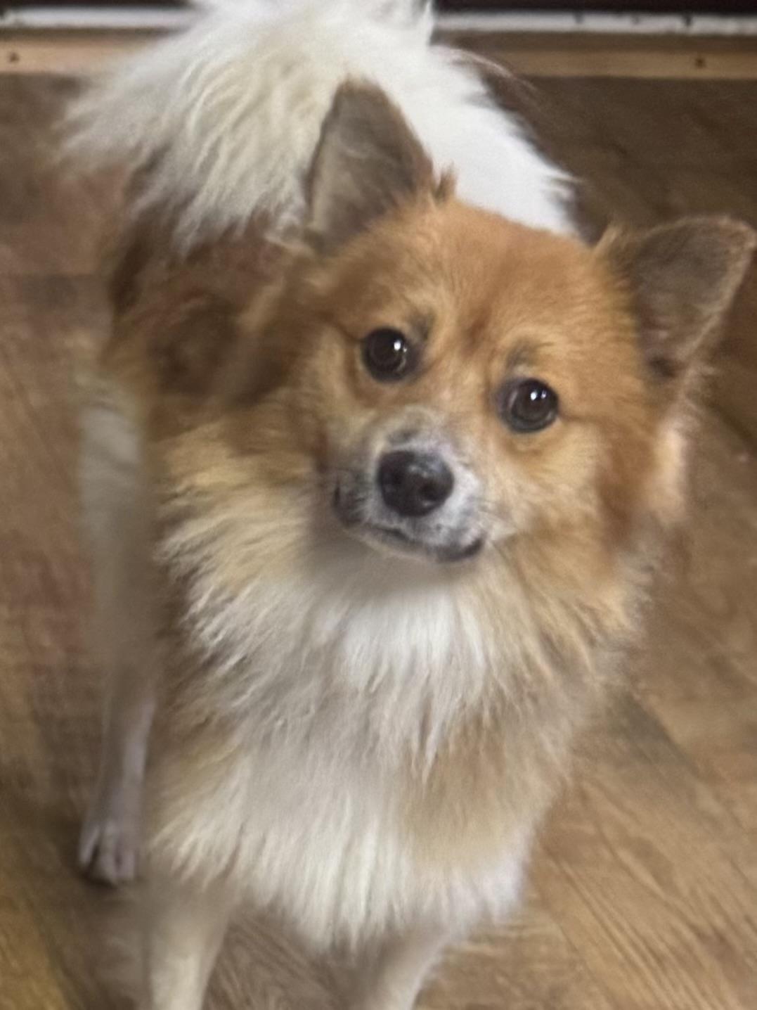 Willie 0223, Adopted, Adult Male Pomeranian.