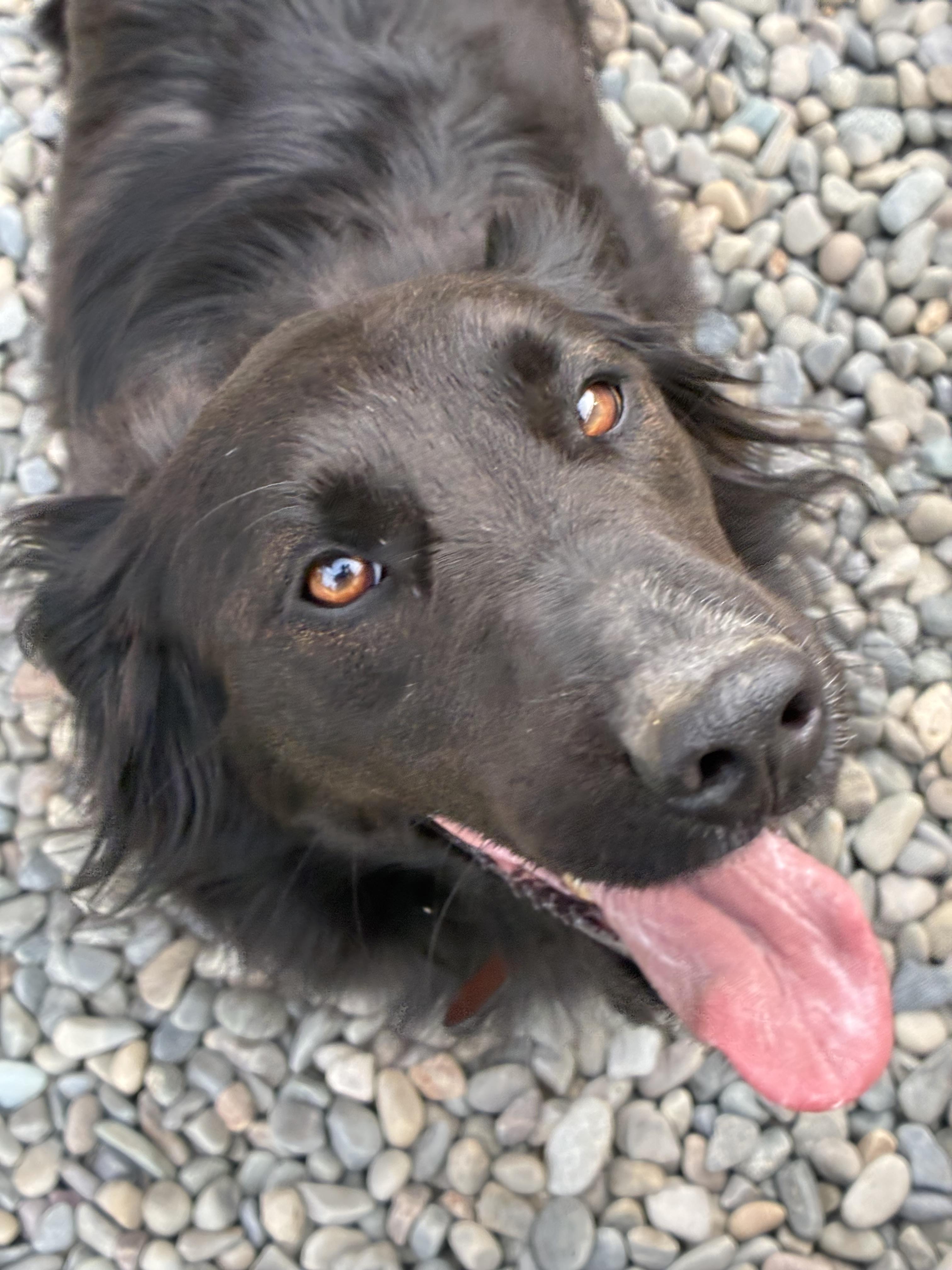 Enlarge Sherrie, a Adopted mixed breed in Bonners Ferry, ID image 4/5