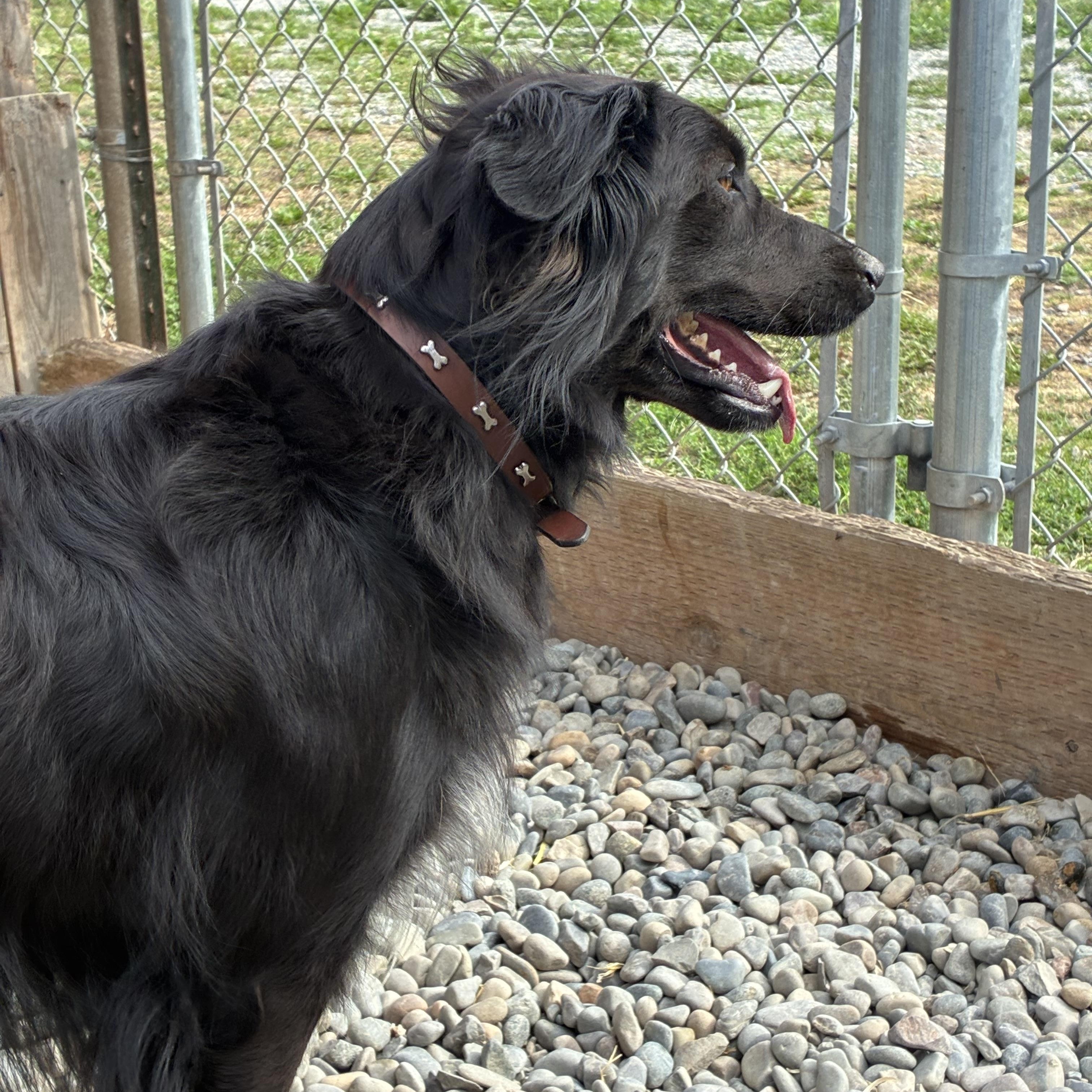 Enlarge Sherrie, a Adopted mixed breed in Bonners Ferry, ID image 5/5