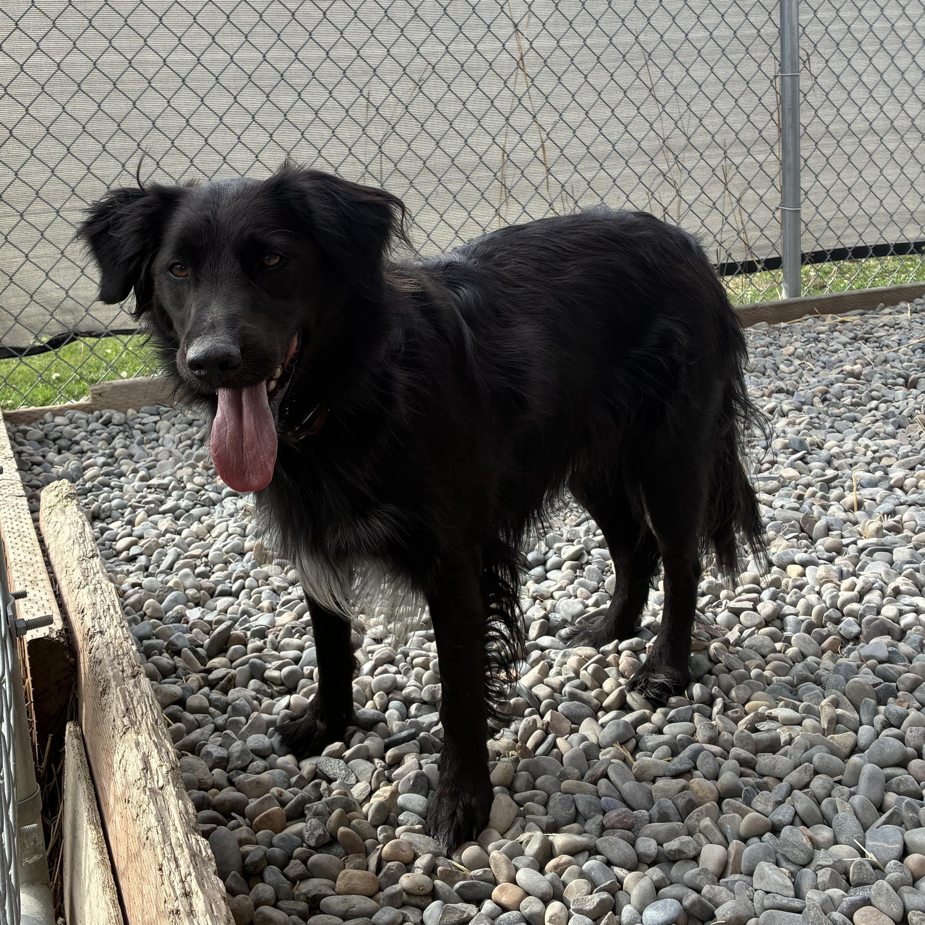 Enlarge Sherrie, a Adopted mixed breed in Bonners Ferry, ID image 2/5