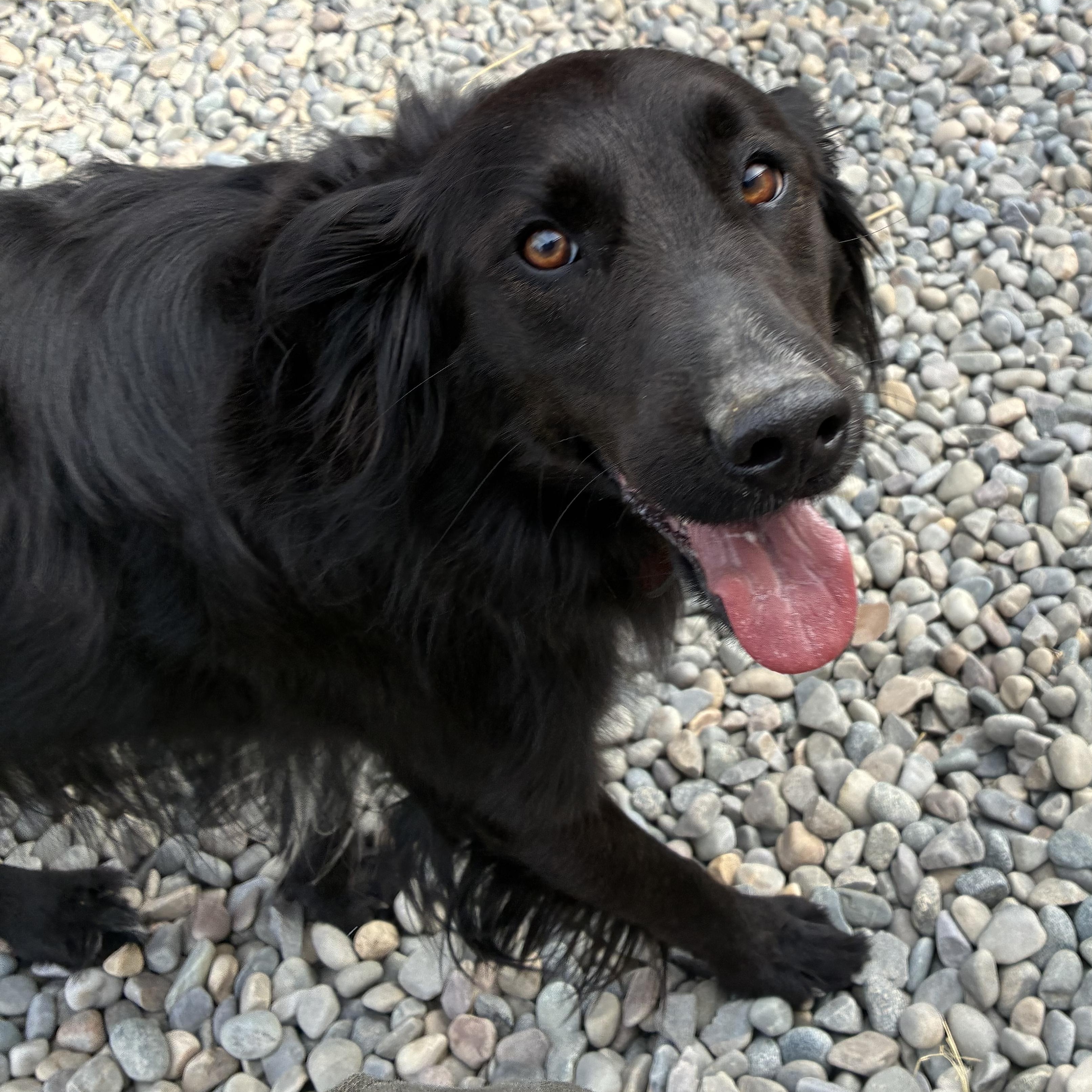 Enlarge Sherrie, a Adopted mixed breed in Bonners Ferry, ID image 3/5