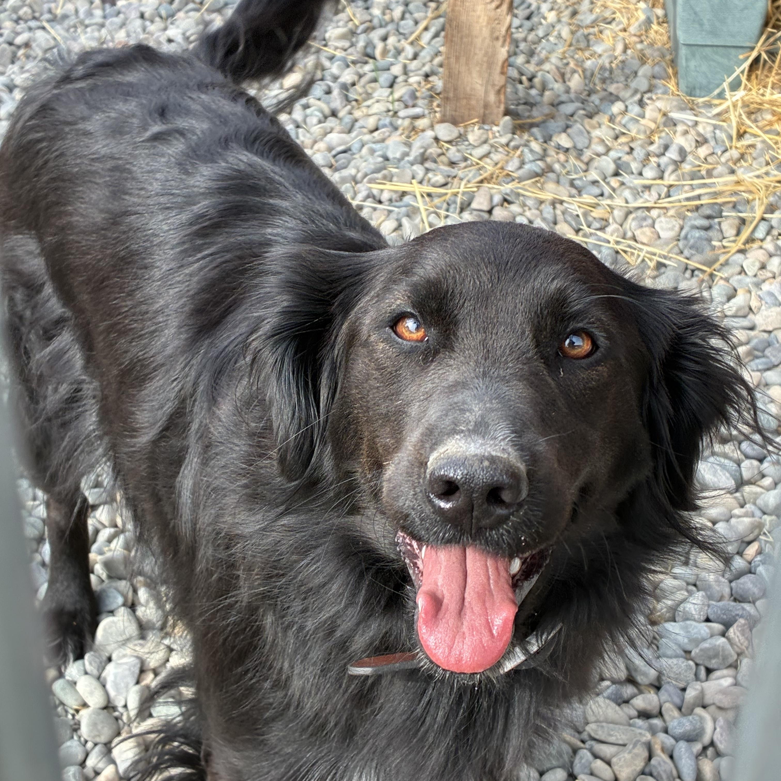 Sherrie, Adopted, Adult Female Black Labrador Retriever & Australian Shepherd.