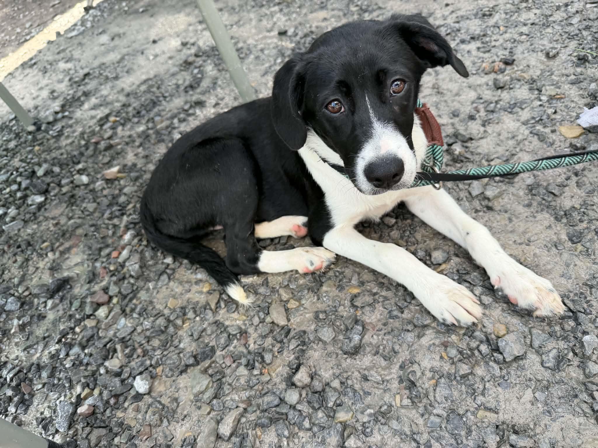 Enlarge Leeloo, a Adoptable mixed breed in Falls Church, VA image 5/5