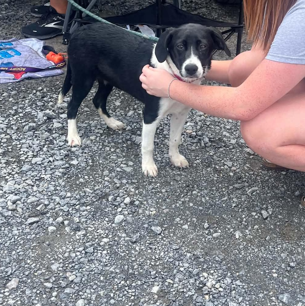 Enlarge Leeloo, a Adoptable mixed breed in Falls Church, VA image 2/5