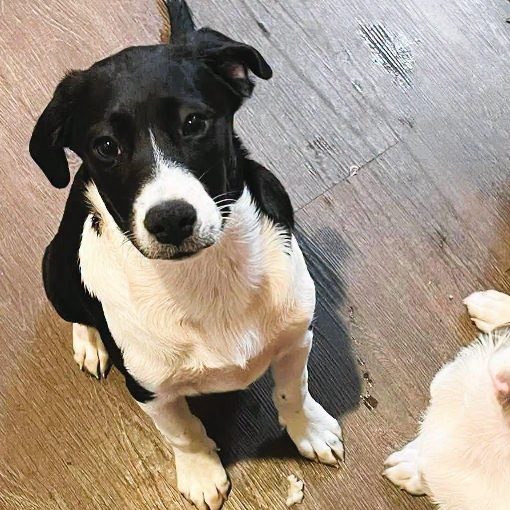 Leeloo, Adoptable, Puppy Female Mixed Breed.