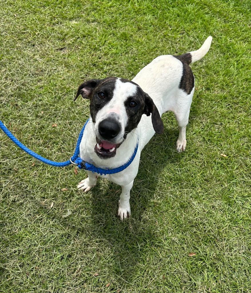 Enlarge Zoey, a Adopted mixed breed in Denham Springs, LA image 1/1