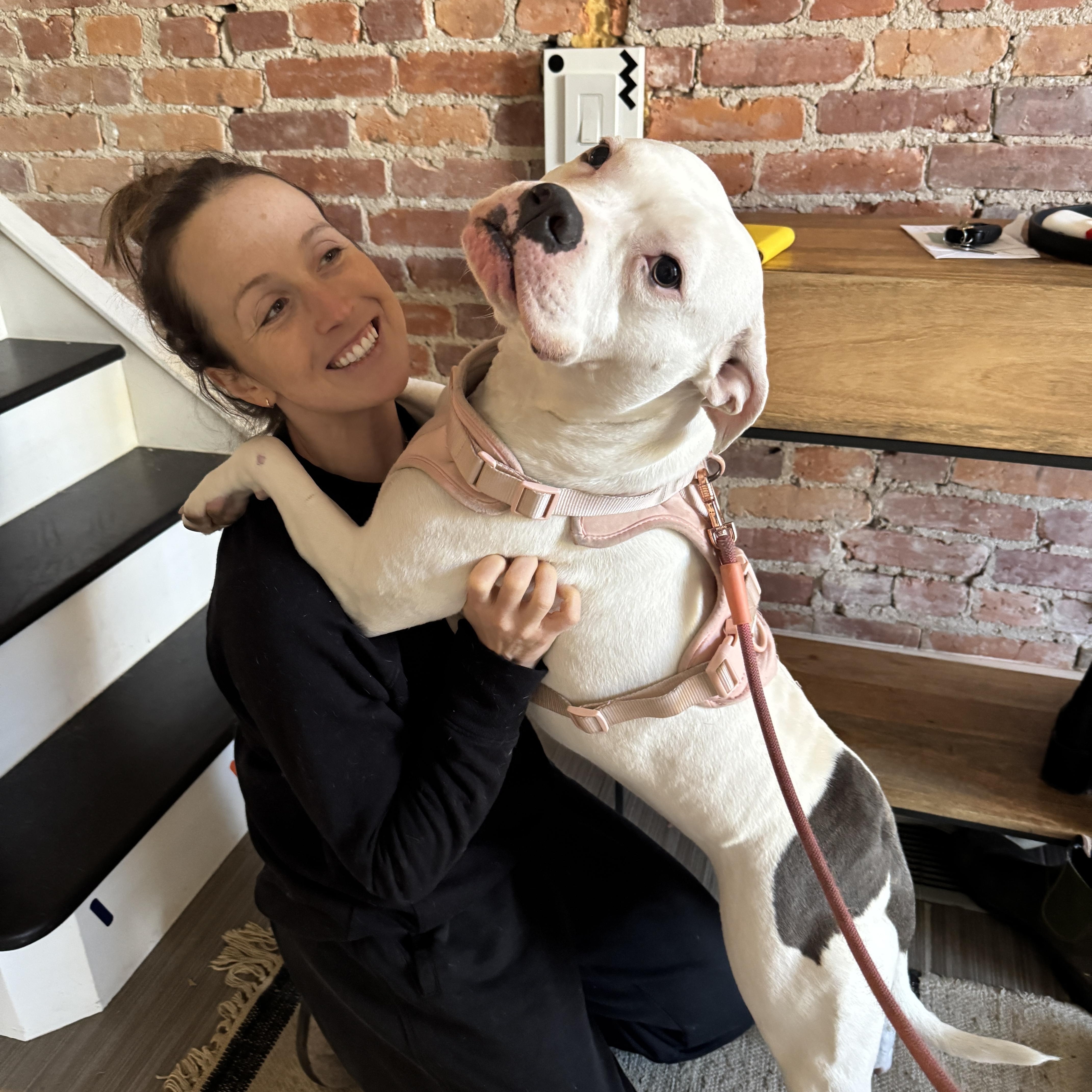 Moo, a ADOPTABLE Pit Bull Terrier in Washington, DC image 6/6