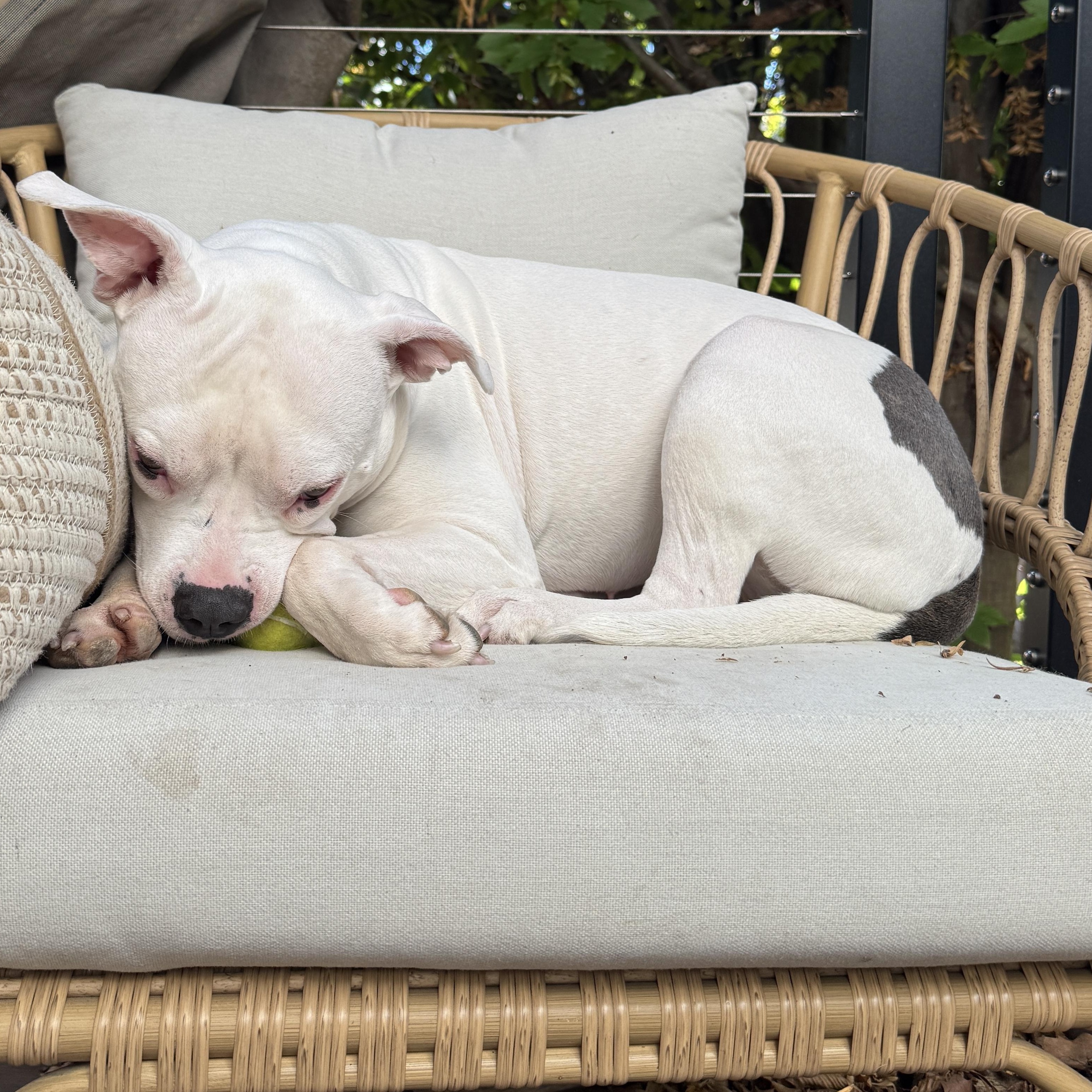 Moo, a ADOPTABLE Pit Bull Terrier in Washington, DC image 2/6