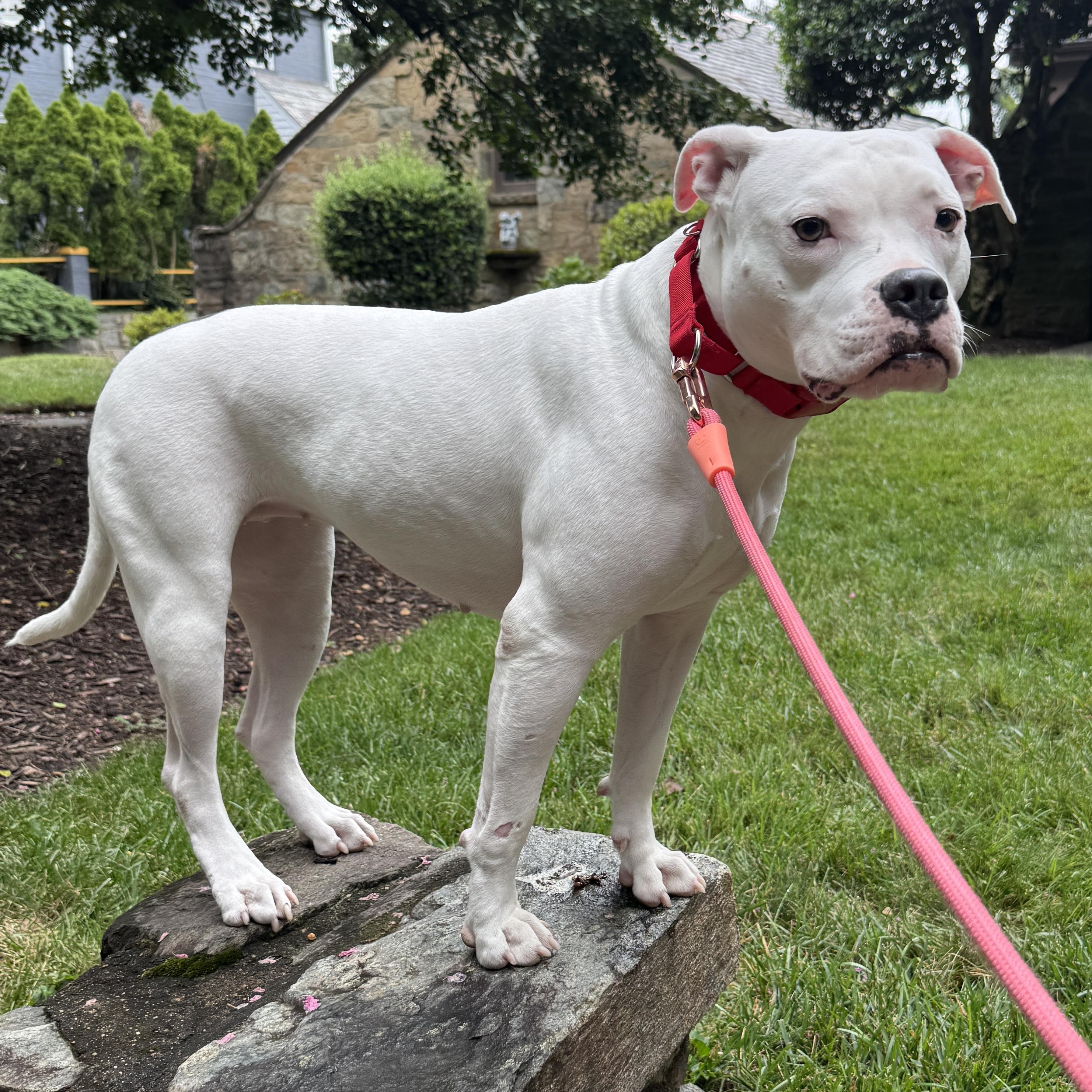 Moo, a ADOPTABLE Pit Bull Terrier in Washington, DC image 3/6