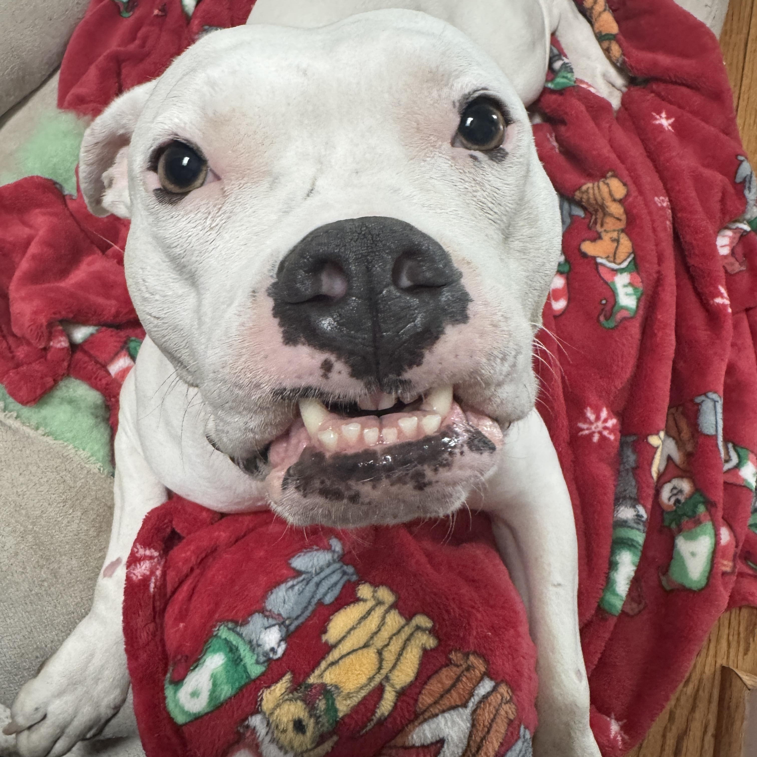Moo, a ADOPTABLE Pit Bull Terrier in Washington, DC image 5/6
