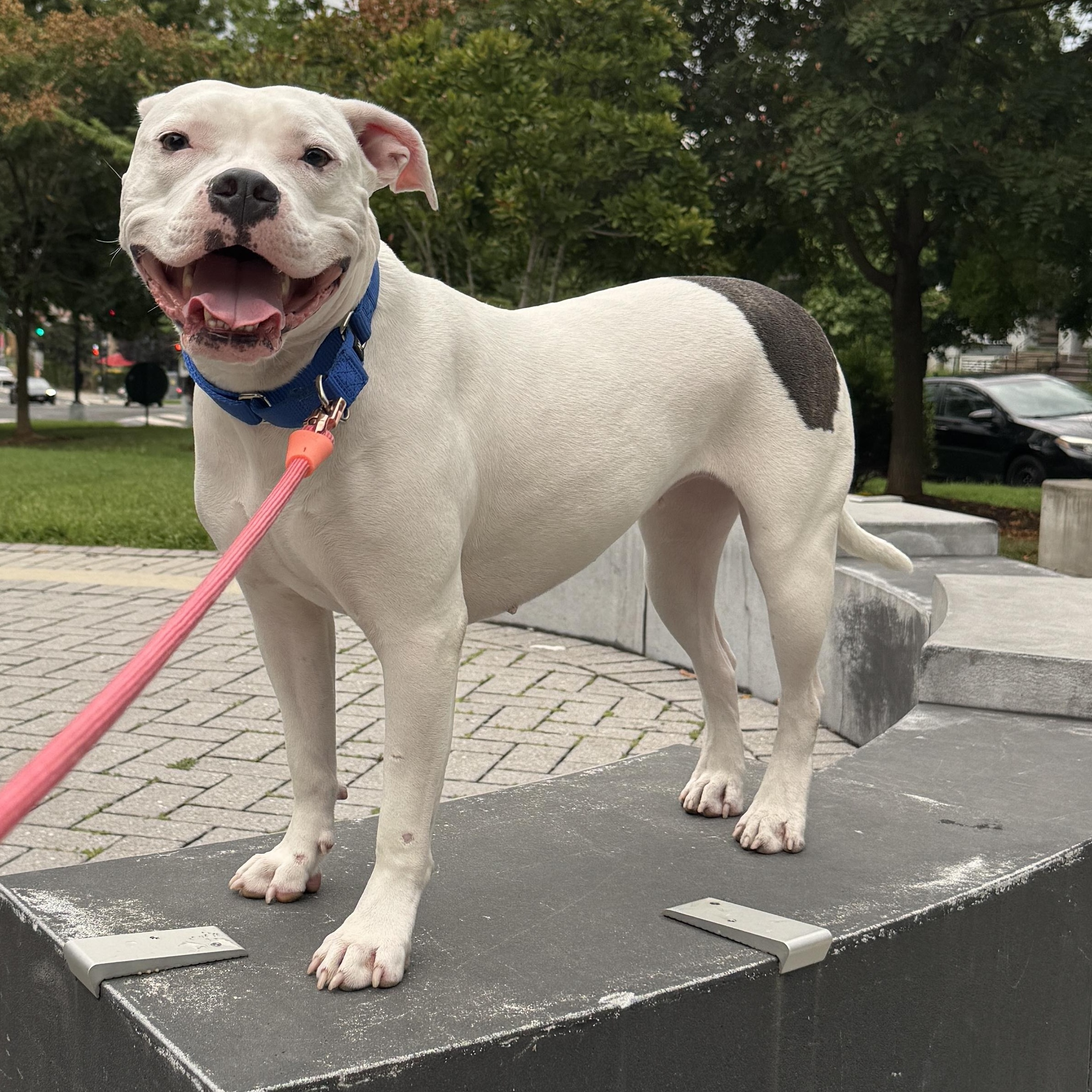 Moo, a ADOPTABLE Pit Bull Terrier in Washington, DC image 1/6
