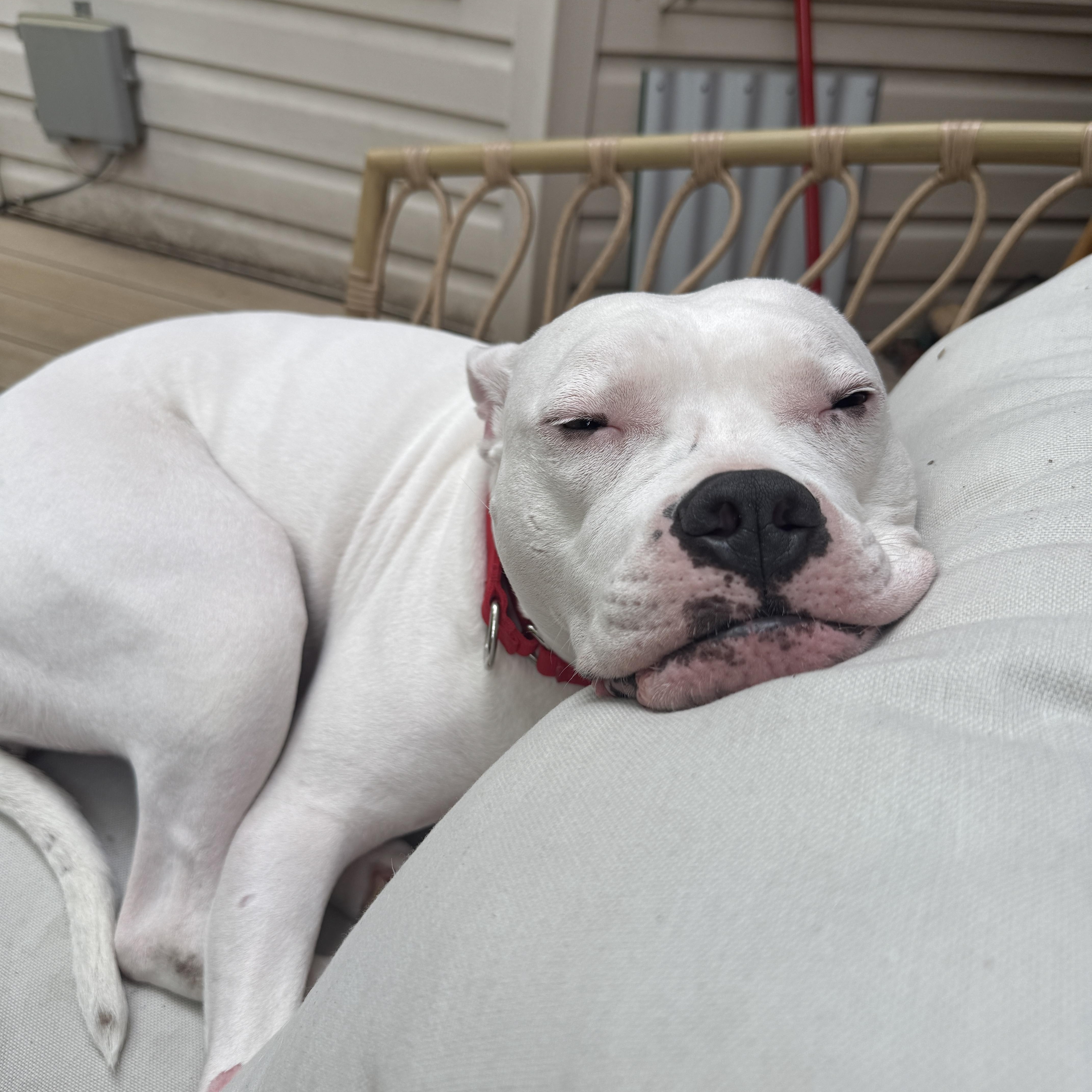 Moo, a ADOPTABLE Pit Bull Terrier in Washington, DC image 4/6