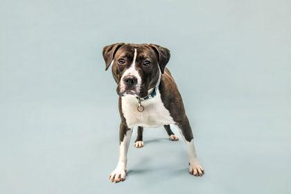 Tucker, Adoptable, Young Male Staffordshire Bull Terrier & Mixed Breed.